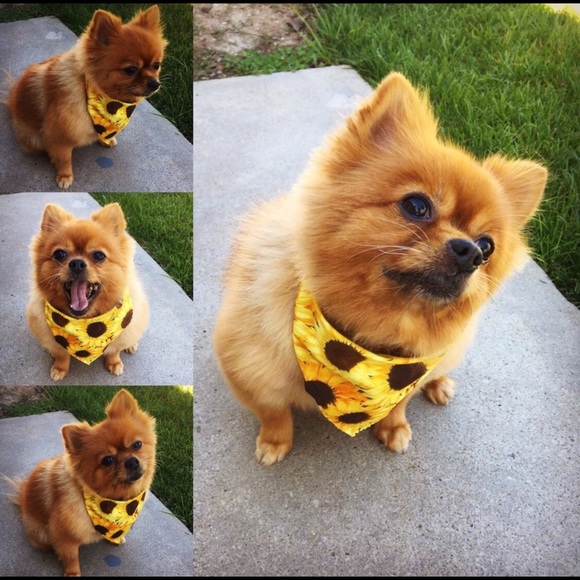 ✨Meet your Posher, Ashley 💜 - Picture 6 of 8